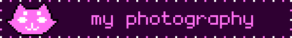 a large dark purple rectangle with a sparkling banner and a pink cat face. Pink text reads:my photography